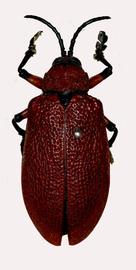   Coraliomela  habitus. 